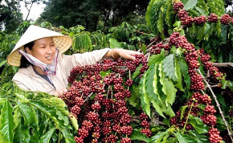 Vietnamese coffee export prices to UK surge
